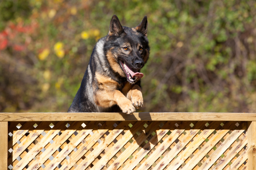fence dog german training shepherd jumping police k9 shepherds jump dogs jumped jumps fences stop dogappy tips suburban techniques brehs