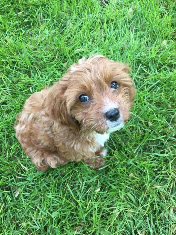 Why does my dog lick his paw Suburban K9