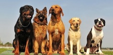 Schererville Board & Train, Schererville Dog Training, Schererville Dog Obedience