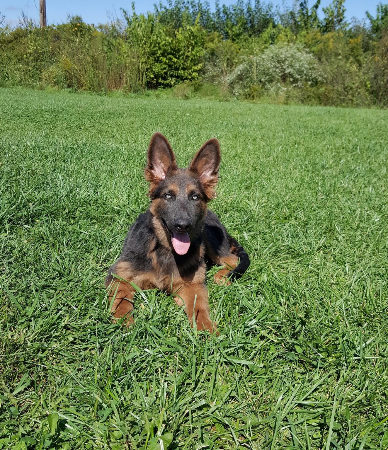 training-a-deaf-dog-suburban-k9