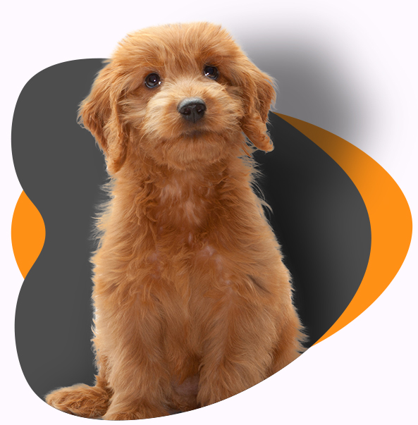 perfect dog for me quiz with best dog breed quiz