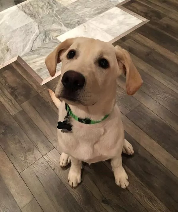 Labrador Retriever Breed Guide Suburban K9