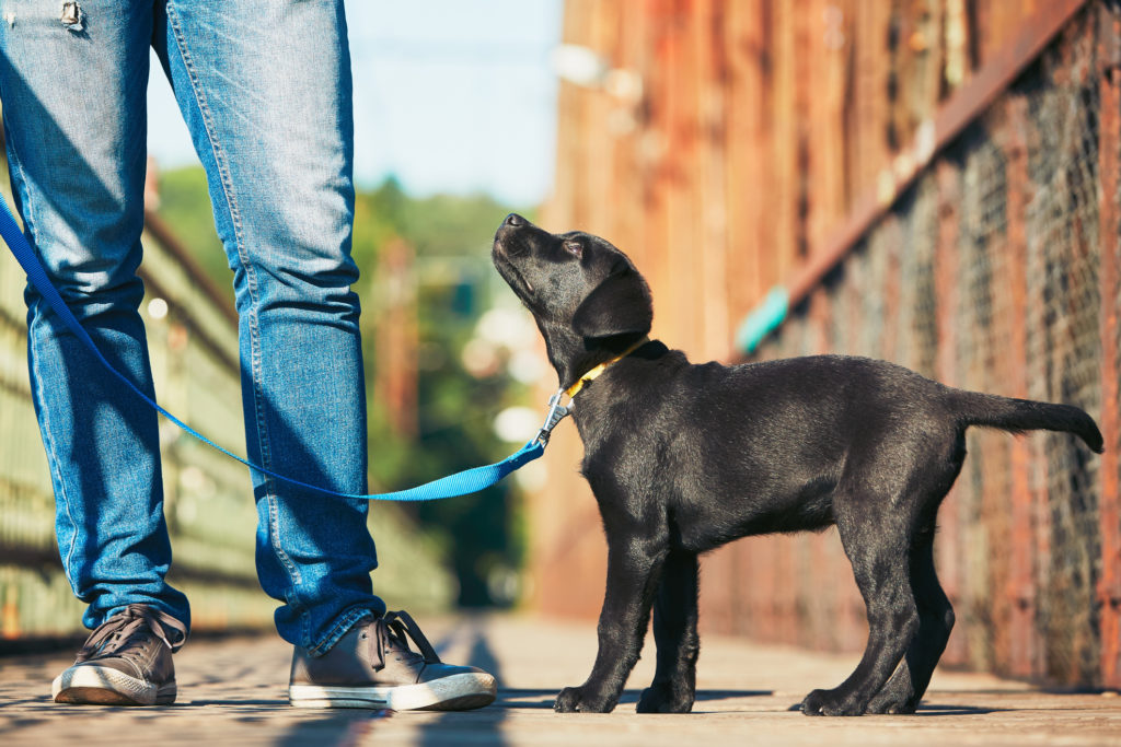 Training A Dog To Heel Suburban K9 training-a-dog-to-heel-suburban-k9