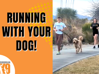 Running with your dog training