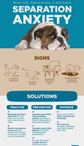 How To Stop Dog Barking At Night - Separation Anxiety