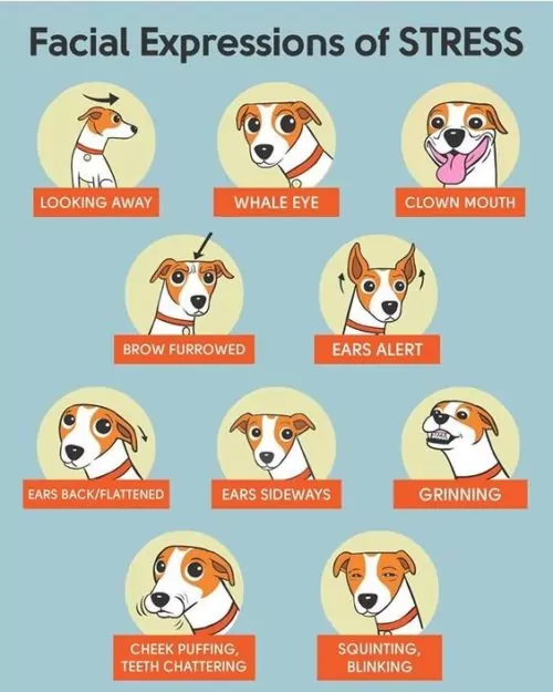 How to Stop Dog Barking at Night Suburban K9