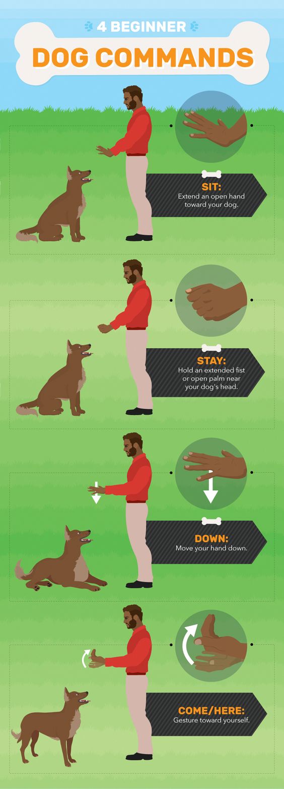 Dog Tips