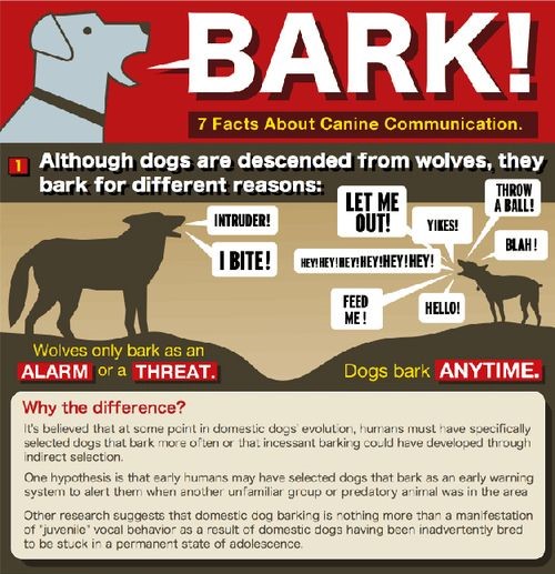 How To Stop Dog Barking At Night - Facts About Dog Barks
