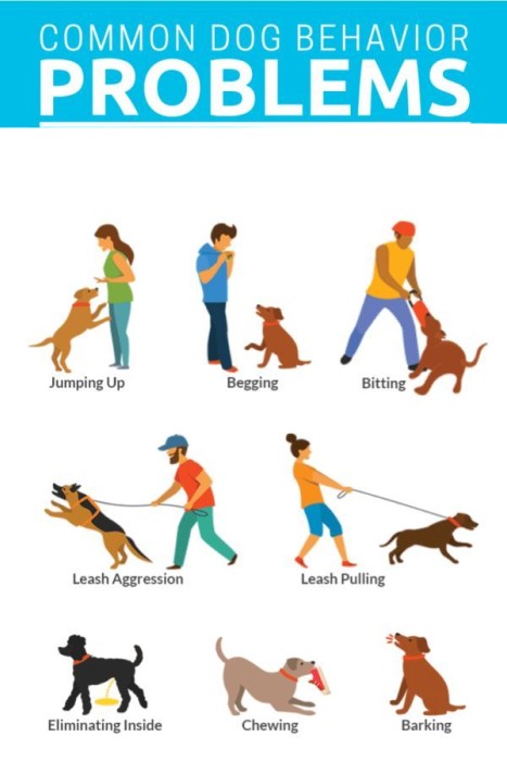 Types Of Dog Training - Behavioral Training