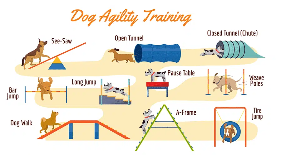 Types Of Dog Training - Agility Training