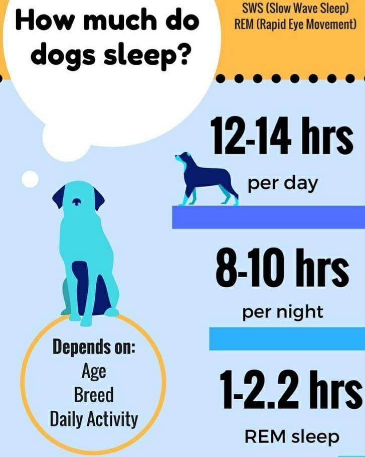 How To Stop Dog Barking At Night - Dog Sleep
