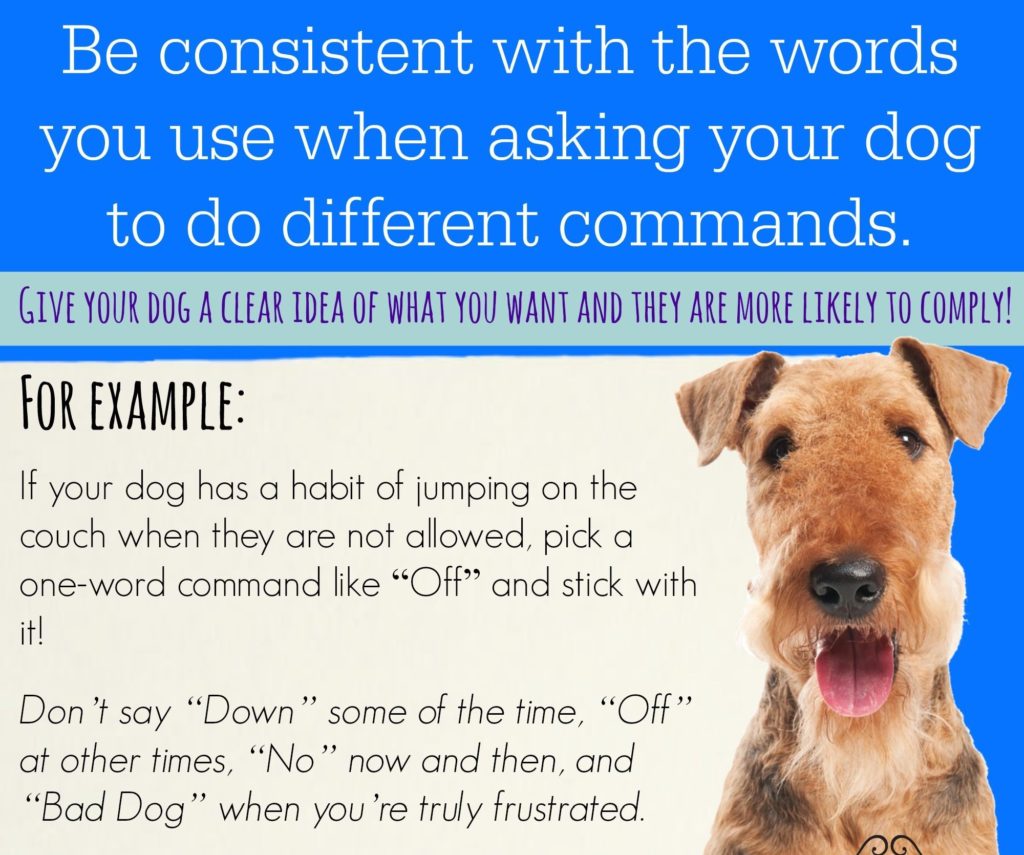 Types Of Dog Training - Be Consistent