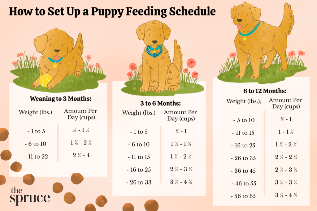 Easy way to 2025 potty train a puppy