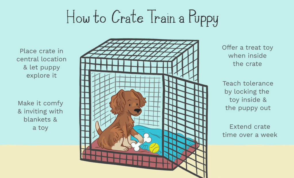 how to house train a dog in a week