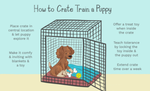 How To Potty Train A Stubborn Puppy - Use Crate To House Train A Puppy