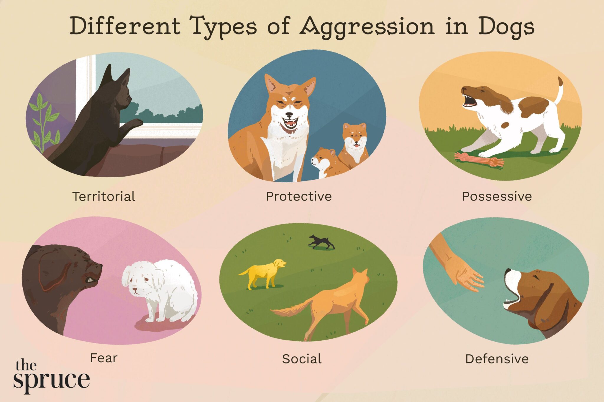 what-is-a-dog-boot-camp-worth-it-for-aggressive-dogs