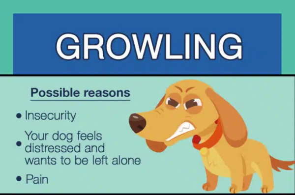 Image showcasing How To Stop Puppy Aggression: Signs & Calming Methods
