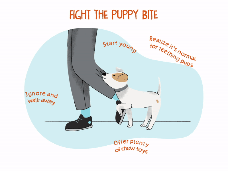 How to stop puppy biting