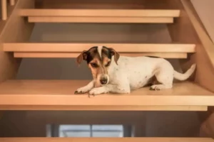 puppy climbing stairs