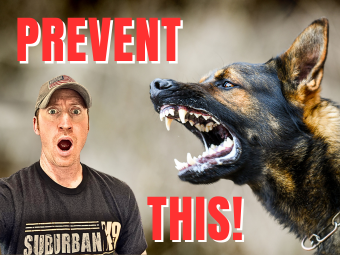 prevent aggression puppy