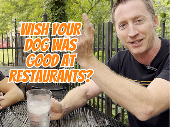 Taking your dog to a restaurant