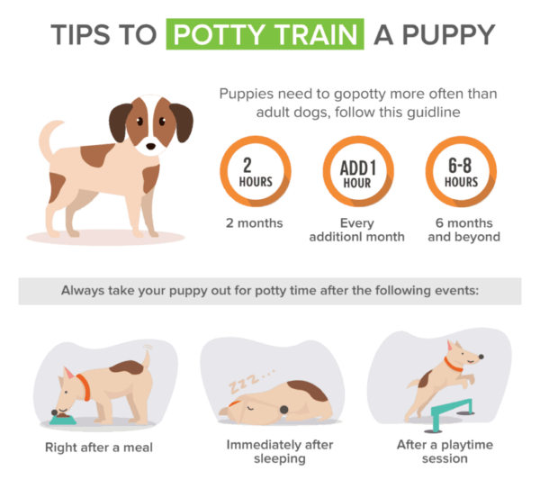 Potty Training A Puppy At Night: Secret To A Pee-Free Home