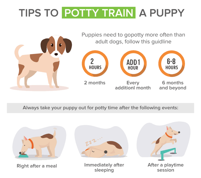 Potty Training A Puppy At Night Secret To A Pee Free Home