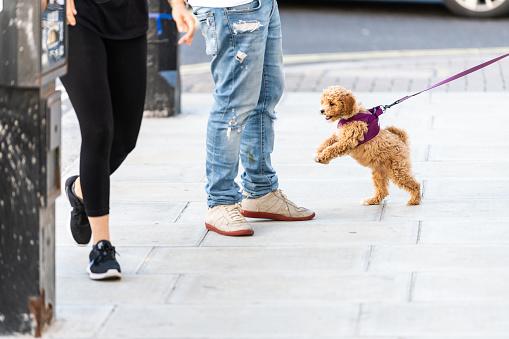 Happy cute and adorable small brown dog on leash on road street sidewalk pavement in urban town city jumping on pedestrians people and owner