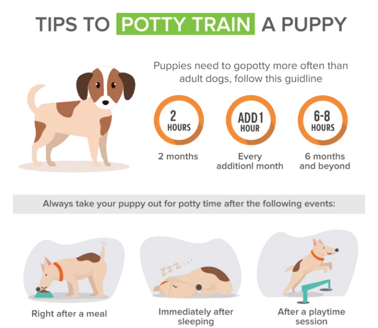 How To Train A Puppy