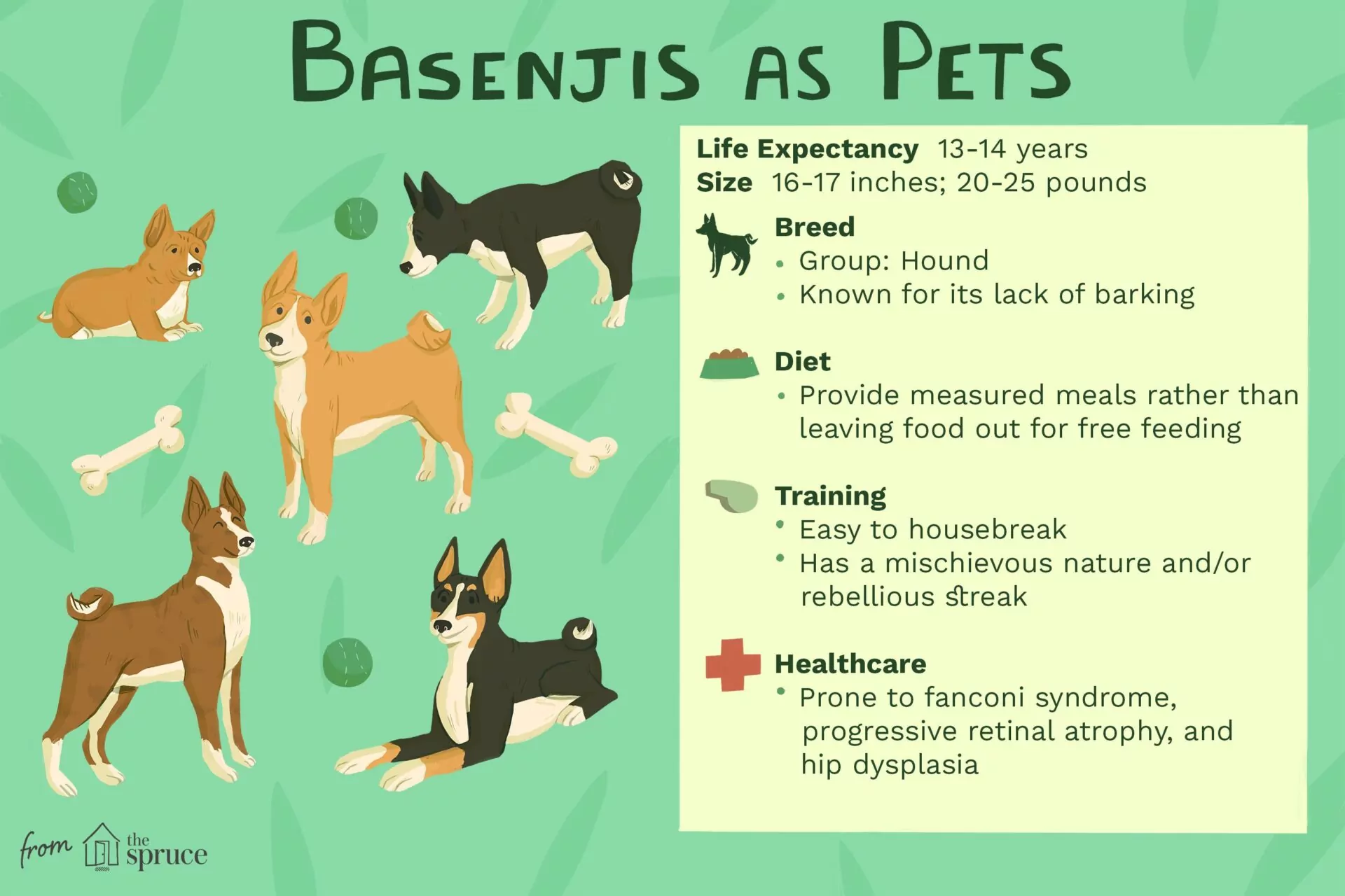 20+ Hypoallergenic Dog Breeds: Low-Shed & Low-Maintenance