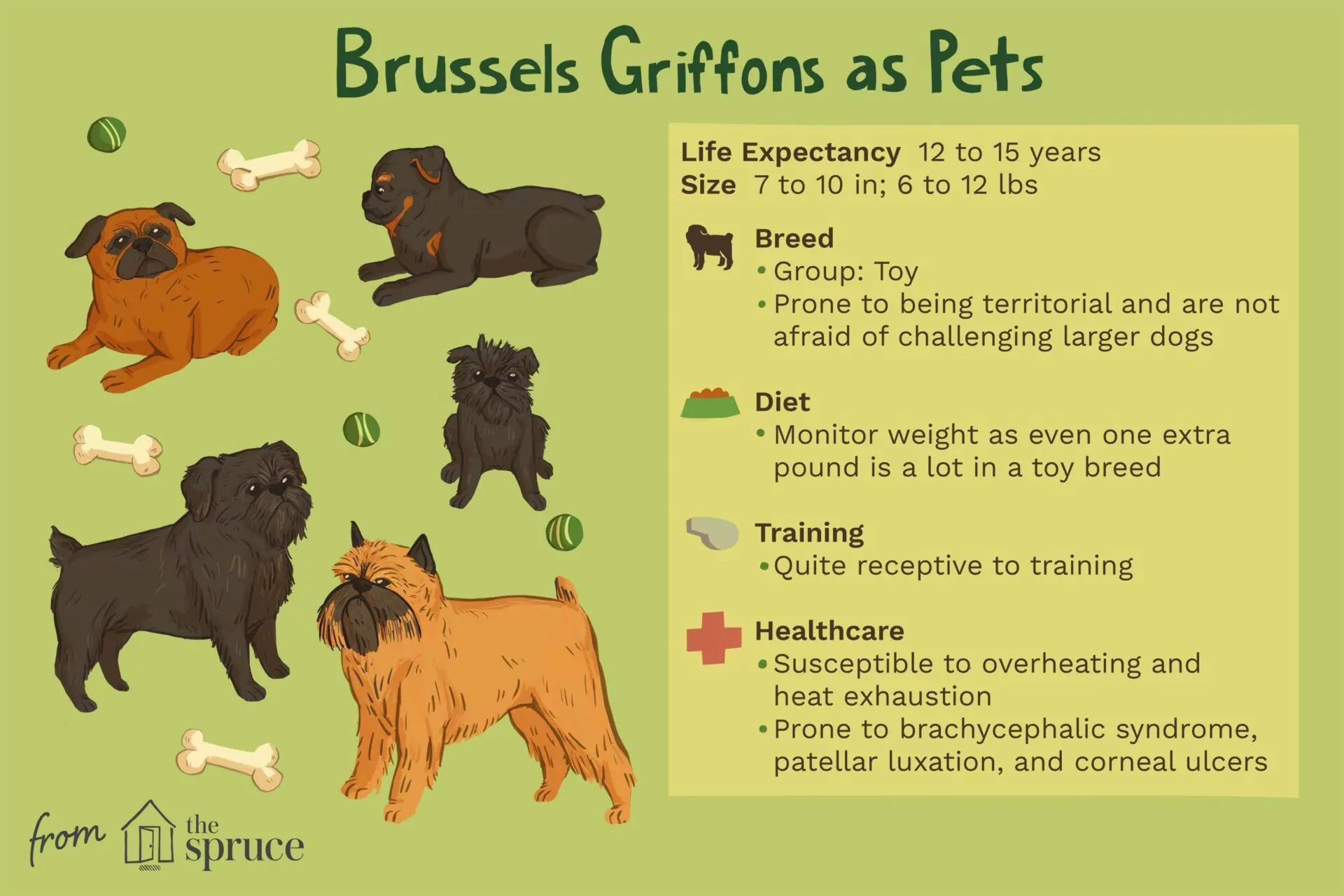 20 Hypoallergenic Dog Breeds Low Shed Low Maintenance Photo Inspiration