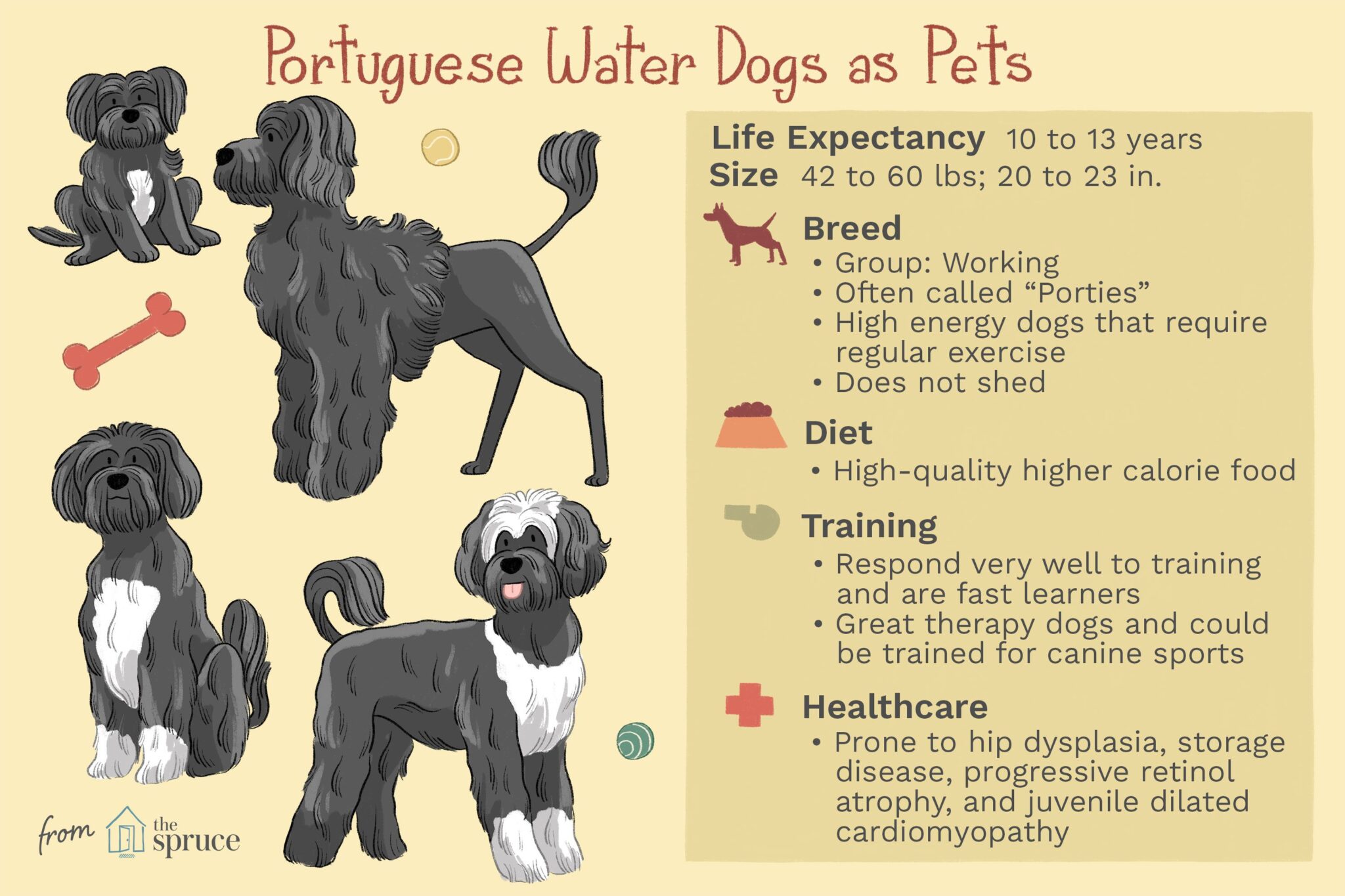 View of 20+ Hypoallergenic Dog Breeds: Low-Shed & Low-Maintenance