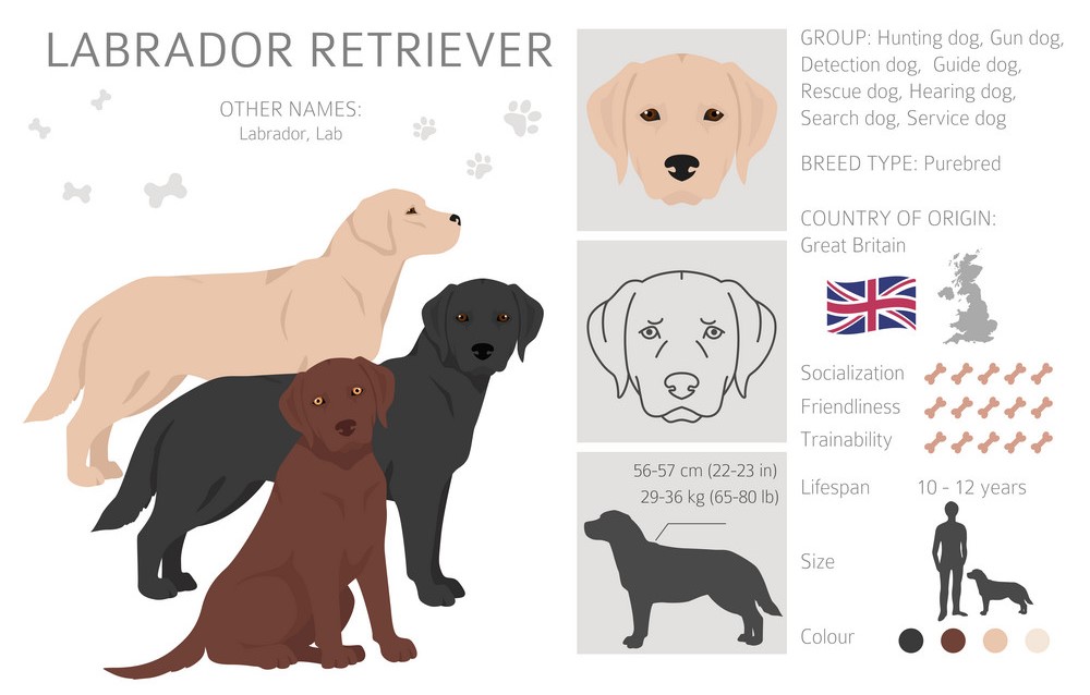 popular dog breeds