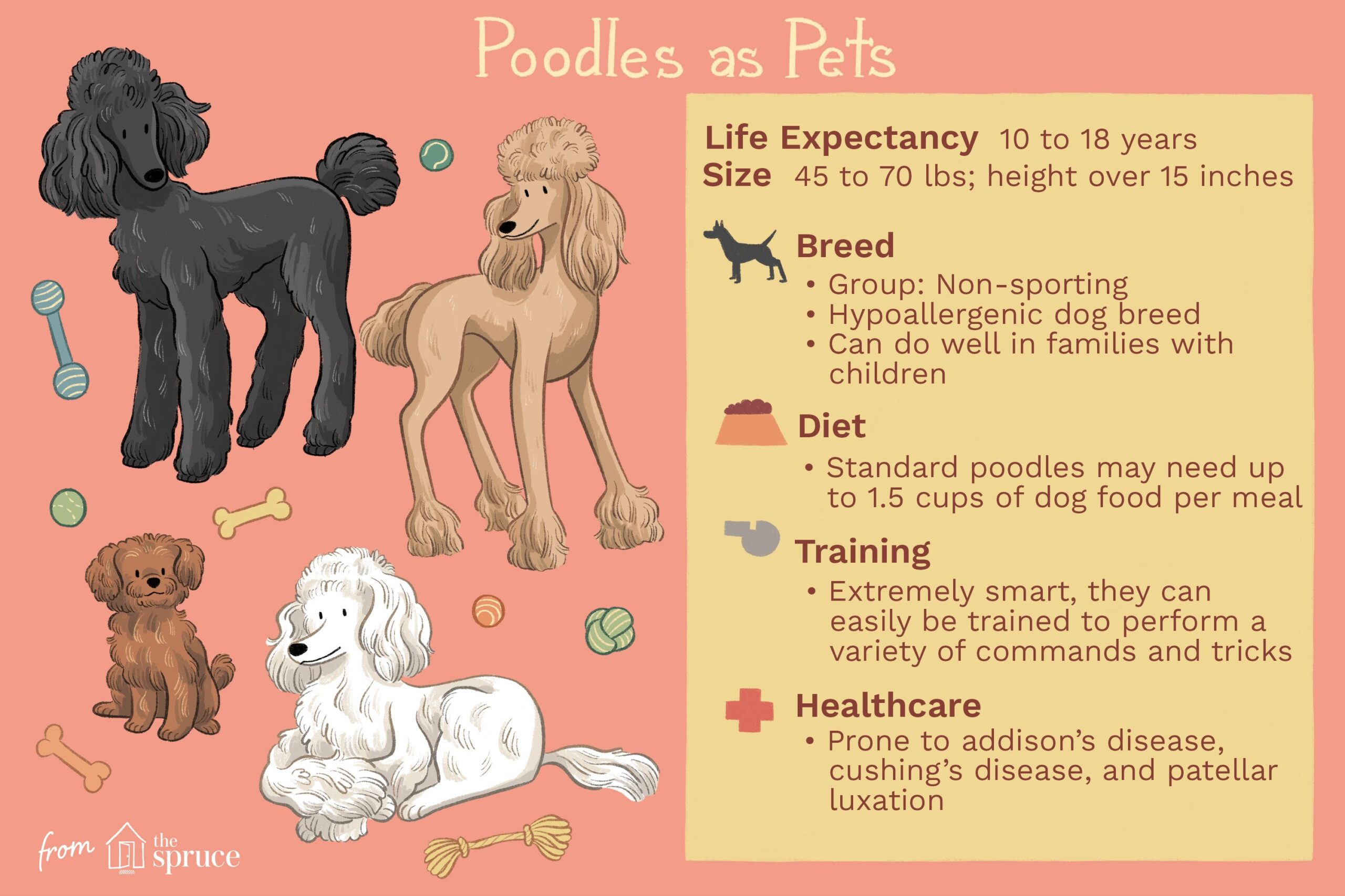 popular dog breeds