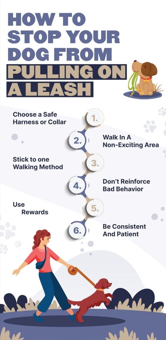 how long does it take to leash train a dog