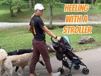 Walk Dogs With A Stroller