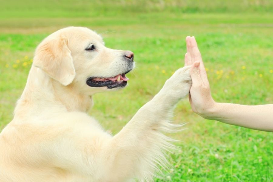tricks to teach your dog