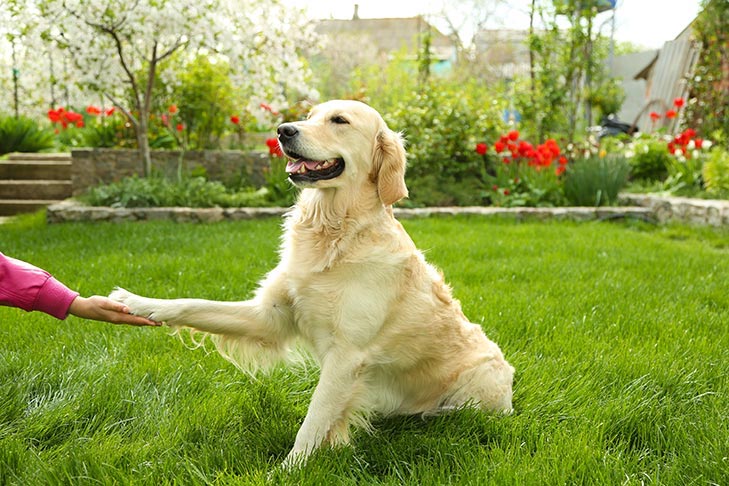 Tricks To Teach Your Dog Shake Paws