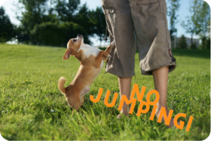 stop jumping and pulling 