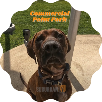 Commercial Point dog training near me 