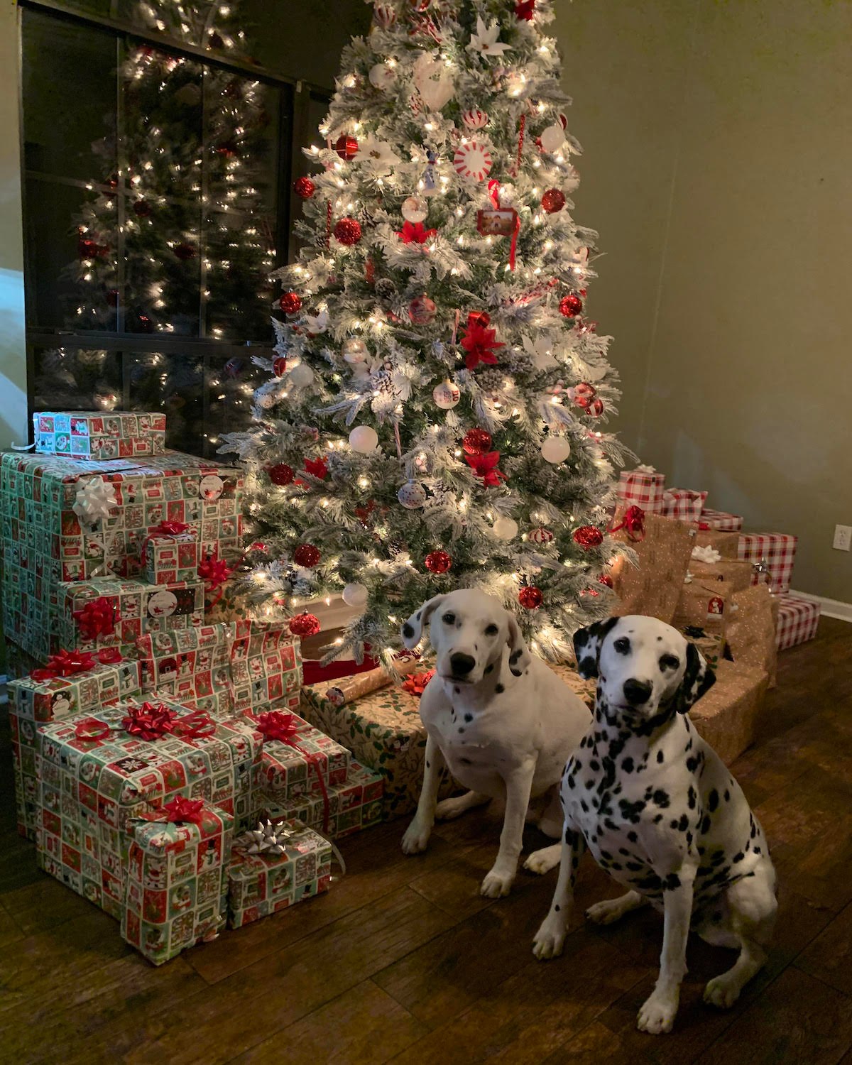 Dog Christmas Present
