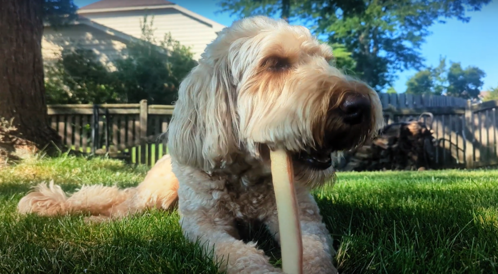 Bully Stick Review