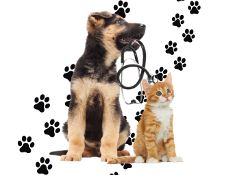 dog breed for cats