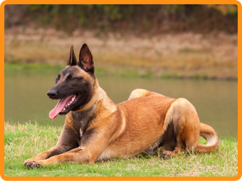 dog breeds for protection