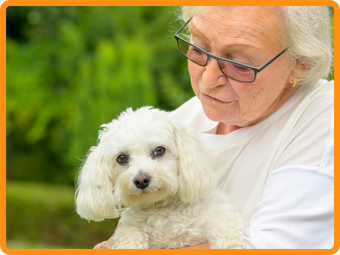 dog breeds for seniors