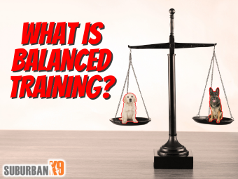 What is Balanced Dog Training