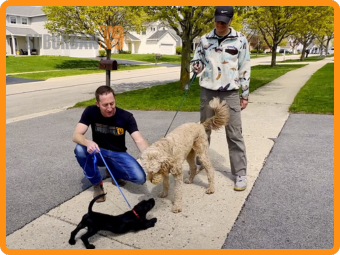 dog obedience training near me socialization