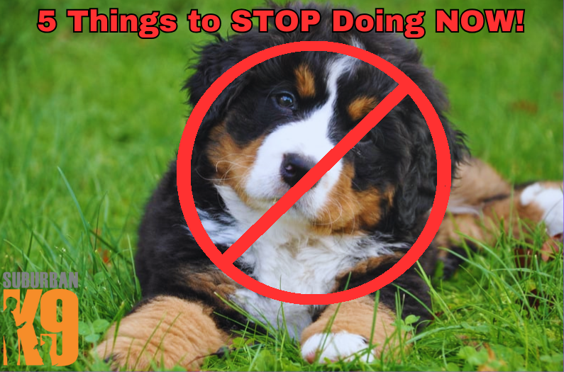 Dog Training Mistakes