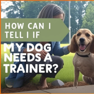How to Know If Your Dog Needs a Trainer