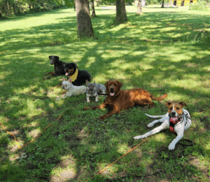 How to become a dog trainer